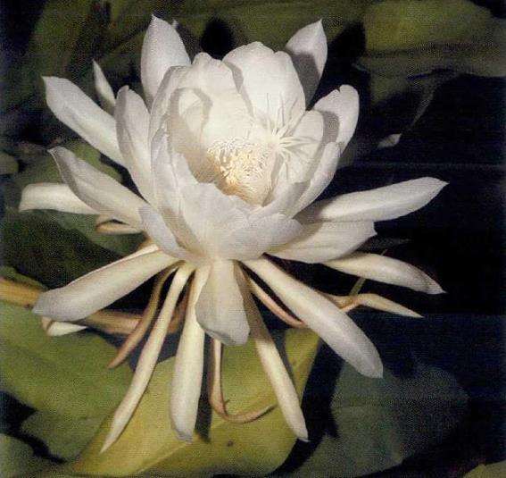 昙花花芽 叶芽 如何区分和取舍
