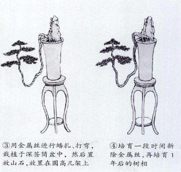 图解 倒挂抬头式松树盆景的制作过程