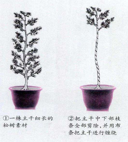 图解 倒挂抬头式松树盆景的制作过程