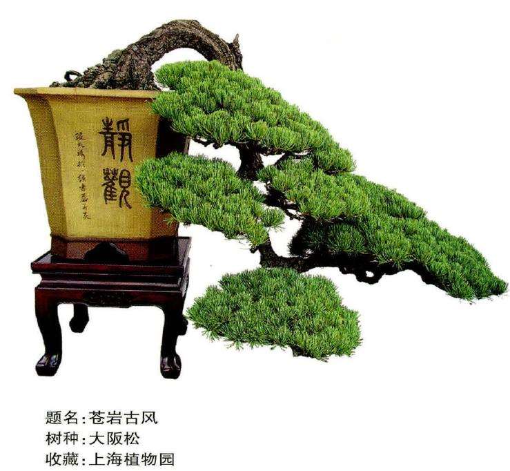 图解 倒挂抬头式松树盆景的制作过程