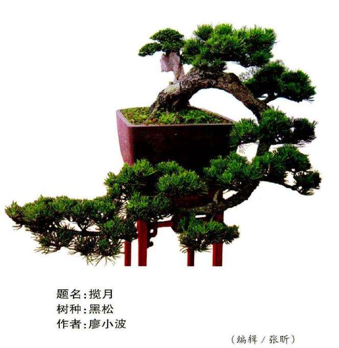 图解 倒挂抬头式松树盆景的制作过程