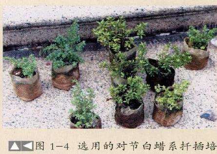 图解 怎么制作树石盆景的13个步骤