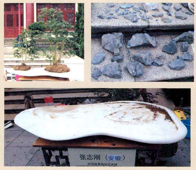 图解 怎么制作树石盆景的13个步骤