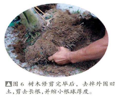 图解 怎么制作树石盆景的13个步骤