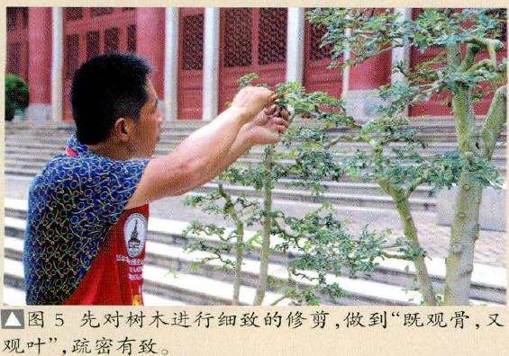 图解 怎么制作树石盆景的13个步骤