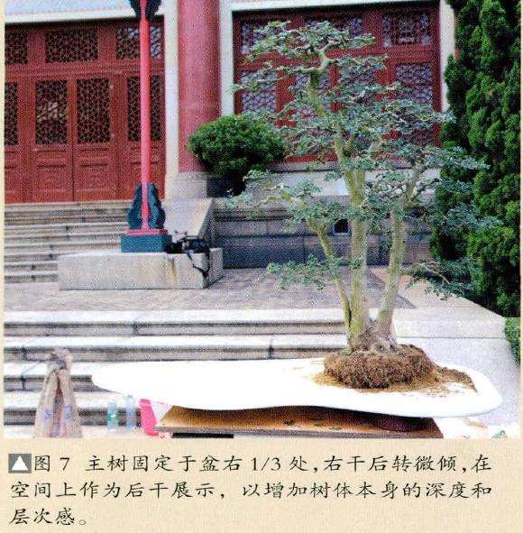图解 怎么制作树石盆景的13个步骤