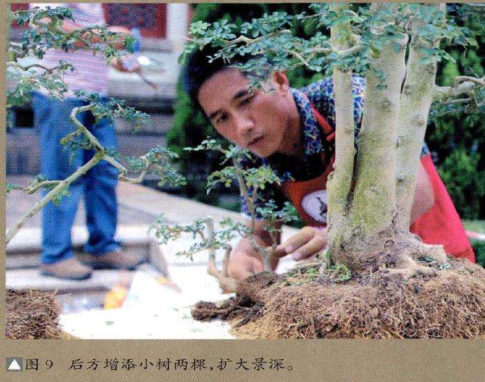 图解 怎么制作树石盆景的13个步骤