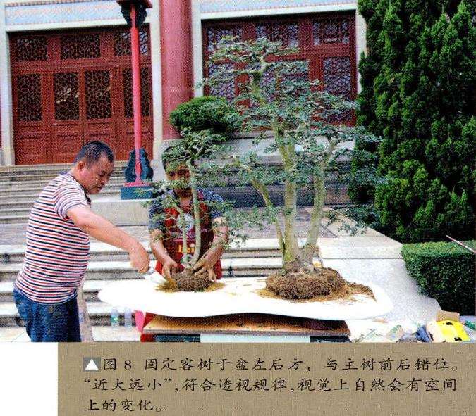 图解 怎么制作树石盆景的13个步骤
