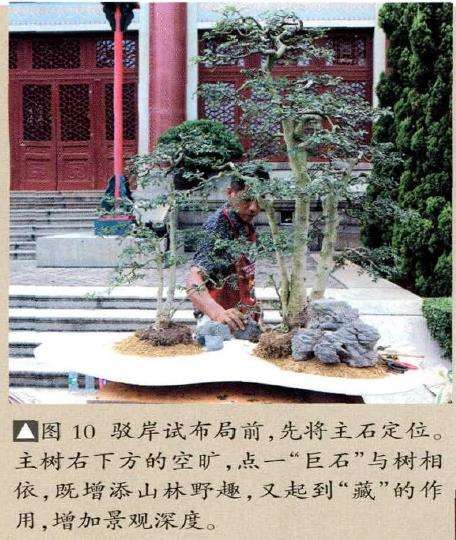 图解 怎么制作树石盆景的13个步骤