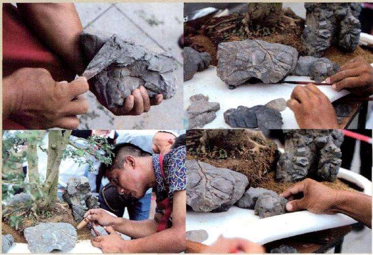 图解 怎么制作树石盆景的13个步骤