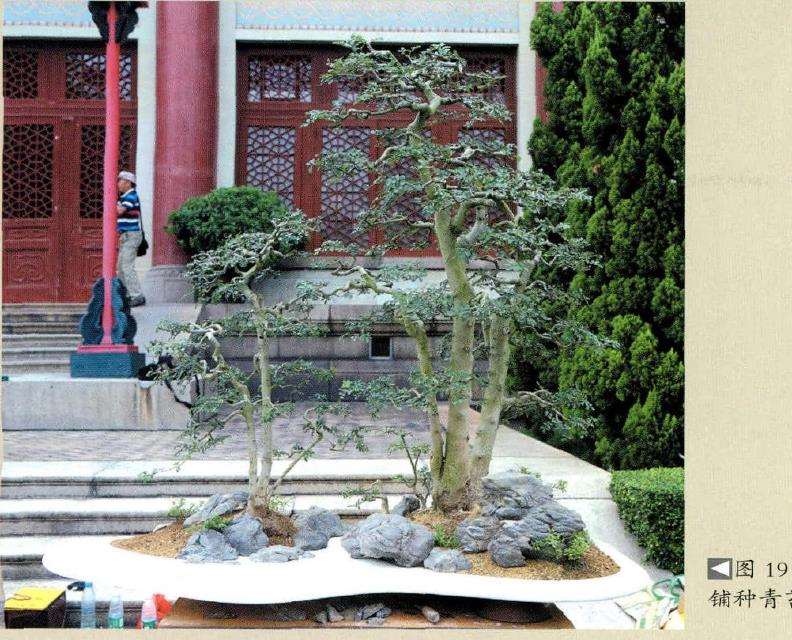 图解 怎么制作树石盆景的13个步骤