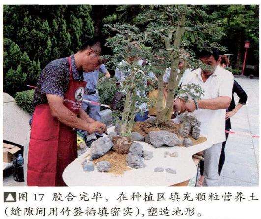 图解 怎么制作树石盆景的13个步骤