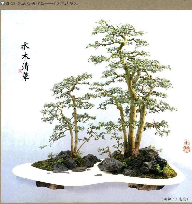 图解 怎么制作树石盆景的13个步骤