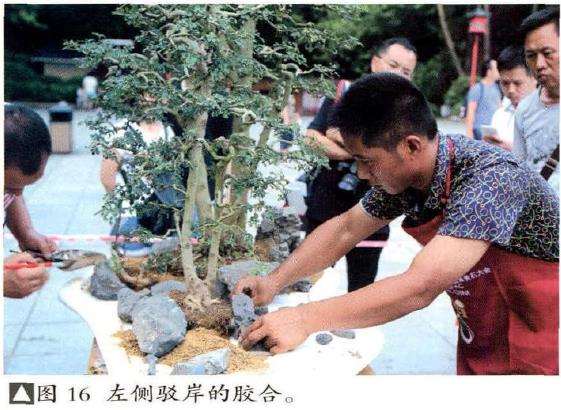 图解 怎么制作树石盆景的13个步骤