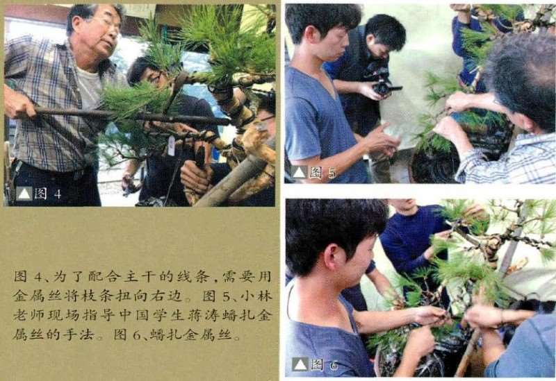 图解 赤松盆景怎么改作的18个步骤