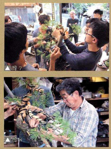 图解 赤松盆景怎么改作的18个步骤