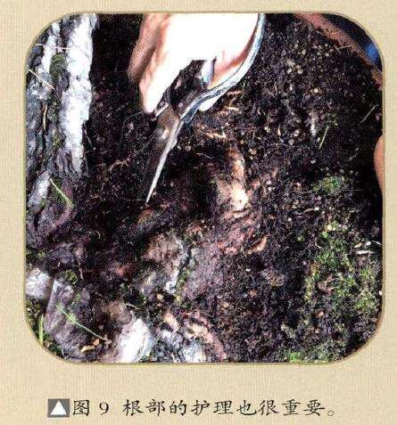 图解 赤松盆景怎么改作的18个步骤