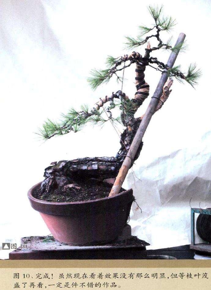 图解 赤松盆景怎么改作的18个步骤