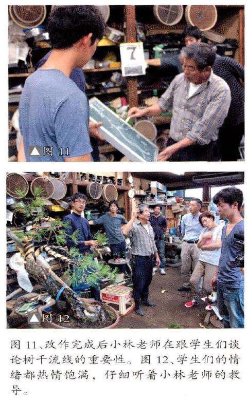 图解 赤松盆景怎么改作的18个步骤