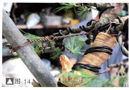 赤松盆景怎么改作的