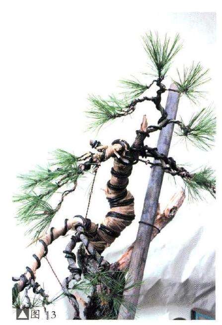 图解 赤松盆景怎么改作的18个步骤