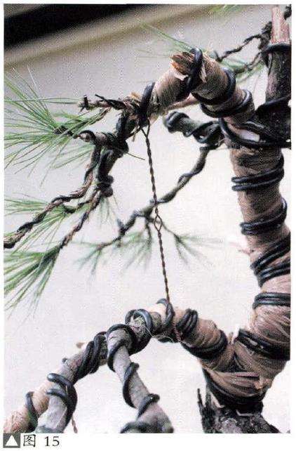 赤松盆景怎么改作的