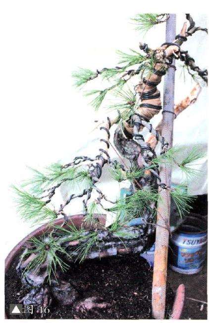 赤松盆景怎么改作的