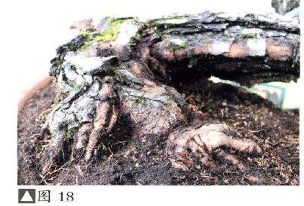 图解 赤松盆景怎么改作的18个步骤