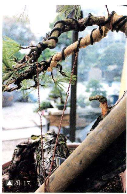 赤松盆景怎么改作的