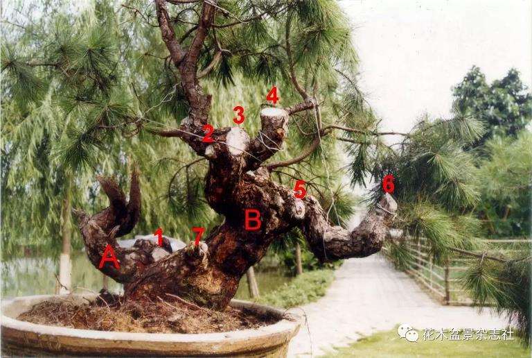 图解 松树盆景怎么制作舍利神枝和马眼