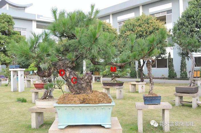 图解 松树盆景怎么制作舍利神枝和马眼