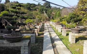 海口盆景园项目基地现状分析