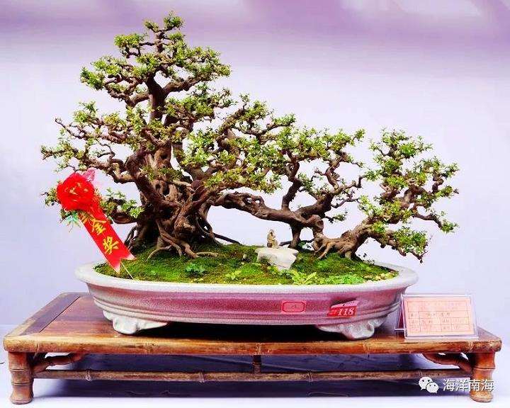 海南盆景园艺大观园的2个设计解析