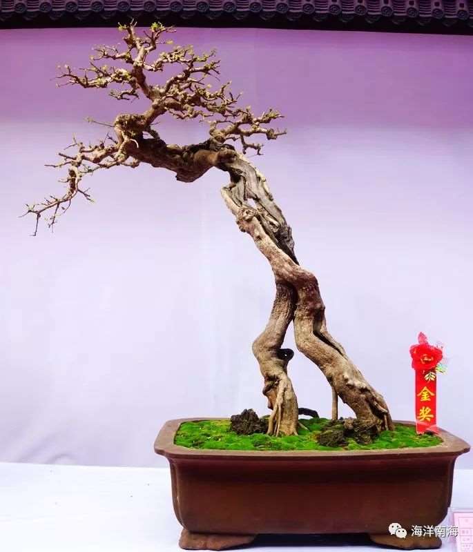 海口盆景项目规划怎么设计解析