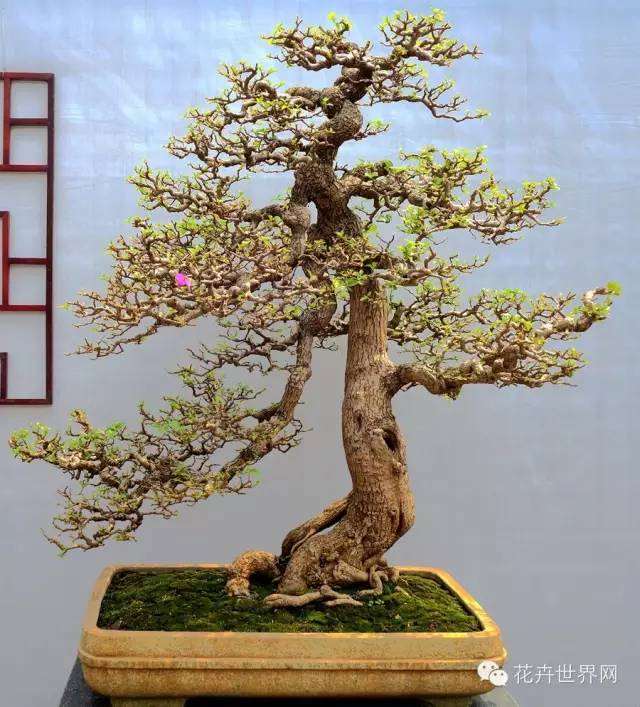 海口盆景项目规划怎么设计解析