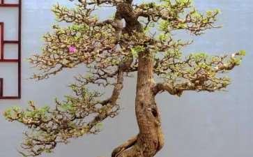 海口盆景项目规划怎么设计解析的3个方法