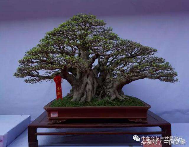 海南盆景园艺大观园的项目现状分析