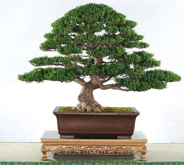 盆景产业怎么发展