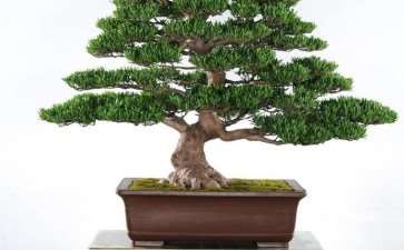 盆景产业怎么发展的8个问题分析