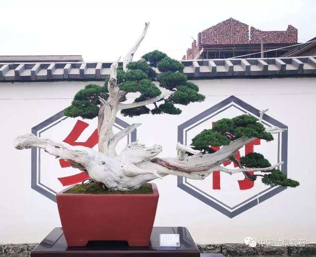 兰陵县盆景的5个产业现状 图片