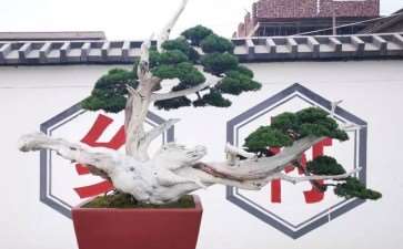 兰陵县盆景的5个产业现状 图片