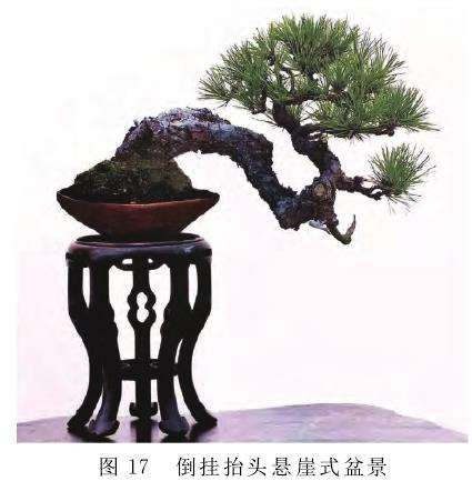 捞月型盆景的3个外观形态 图片