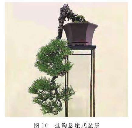 捞月型盆景的3个外观形态 图片