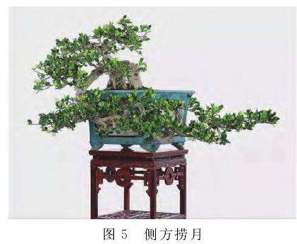 图解 捞月型盆景怎么创作的7个类型