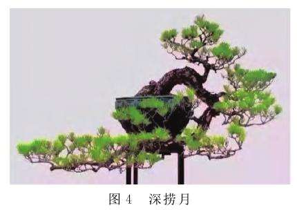 图解 捞月型盆景怎么创作的7个类型