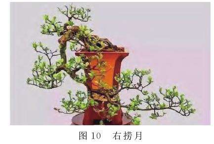 图解 捞月型盆景怎么创作的7个类型