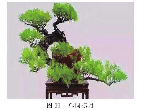 图解 捞月型盆景怎么创作的7个类型