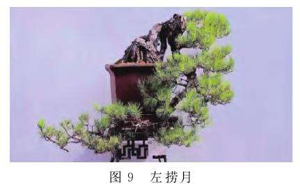 图解 捞月型盆景怎么创作的7个类型