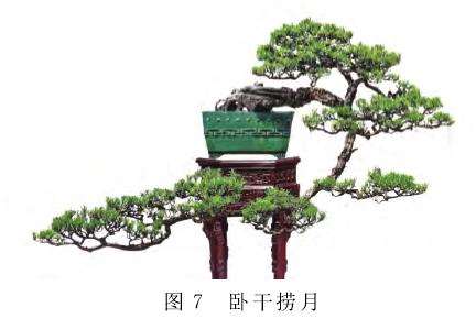 图解 捞月型盆景怎么创作的7个类型