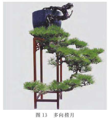 图解 捞月型盆景怎么创作的7个类型